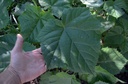 Arbre impérial - racine nue - jeune plant 2 ans