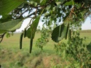 Aulne glutineux - racine nue - jeune plant de 1/2 ans