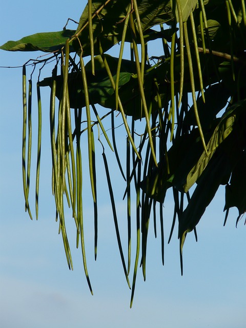 Catalpa - racine nue -  jeune plant de 2 ans