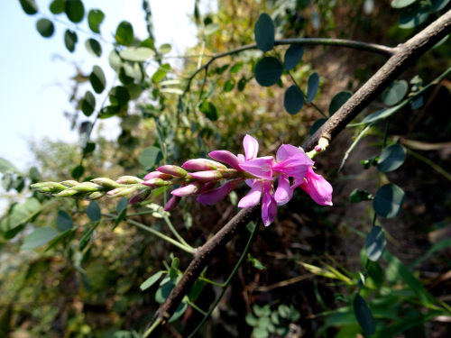 Indigotier - jeune plant 2 ans