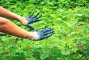 Indigotier - jeune plant 2 ans