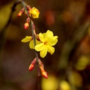 Jasmin d'hiver - jeune plant de 1/2 ans