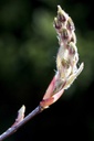 Amelanchier de Lamarck - racine nue - jeune plant de 2 ans