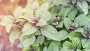 Basilic perpétuel du Kilimandjaro -  jeune plant 1 an