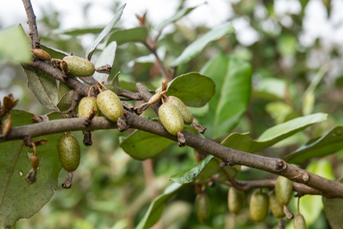 [PERSISTANTS] Chalef persistant - Elaeagnus ebbingei jeune plant de 1/2 ans