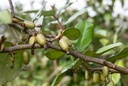 Chalef persistant - Elaeagnus ebbingei jeune plant de 1/2 ans