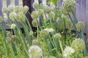 Ciboule rouge - jeune plant 1 an