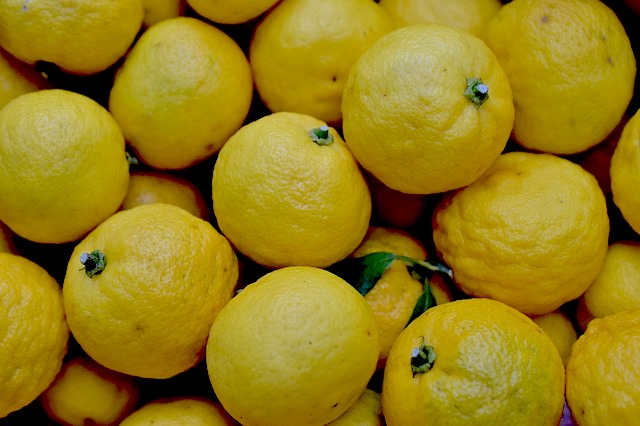 Citron Yuzu - jeune plant 1/2 ans - conteneur