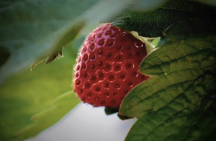 [HERBACÉES] Fraisier des bois 'Reine des vallées' - Fragaria vesca ‘Reine des Vallées’ -  jeune plant 1 an