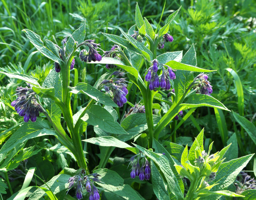Grande consoude - jeune plant 1 an 