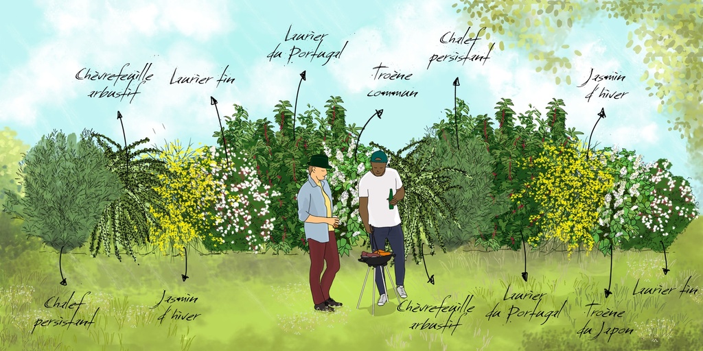 [PACKS DE HAIES] Le pack prêt-à-planter de 'La haie persistante'