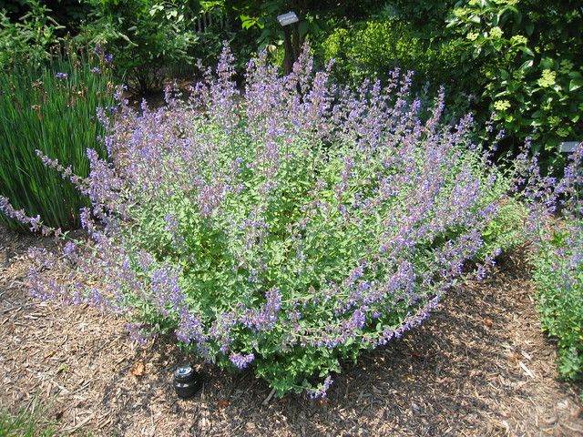 [HERBACÉES] Menthe à chat - jeune plant 1/2 ans
