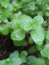 Menthe Marocaine - jeune plant 1 an