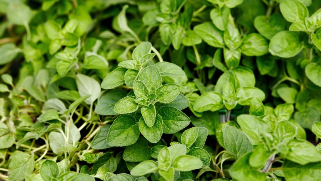 [HERBACÉES] Origan commun - jeune plant 1 an