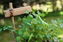 Petite pimprenelle -  jeune plant 1 an 