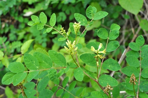 Réglisse sauvage - jeune plant 1 an
