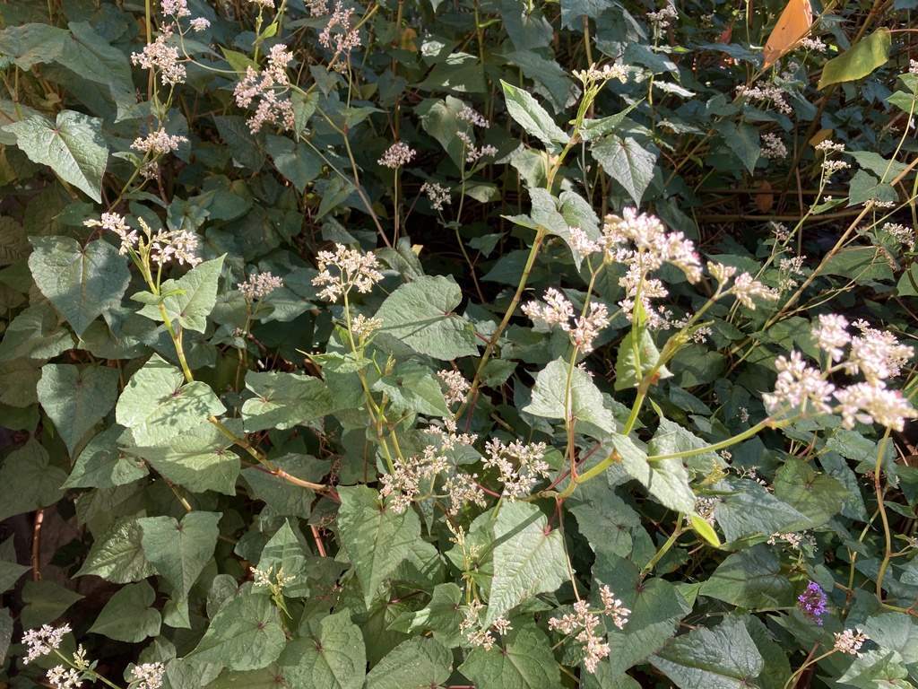 Sarrasin vivace - jeune plant 1 an
