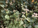 Sarrasin vivace - jeune plant 1 an