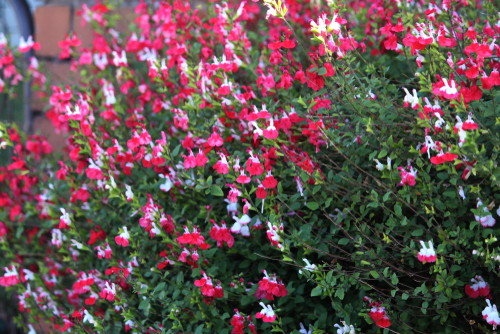 Sauge à petites feuilles - jeune plant 1 an