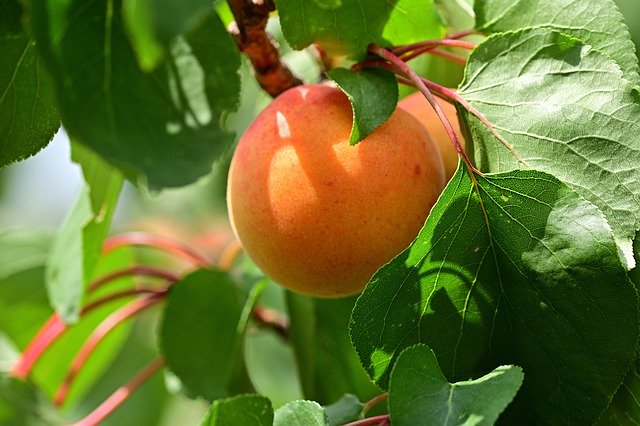 [FRUITIERS] Abricotier 'Pêche de Nancy' - scion (racine nue)