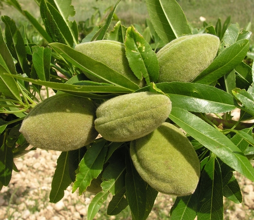 Amandier 'Princesse' - scion