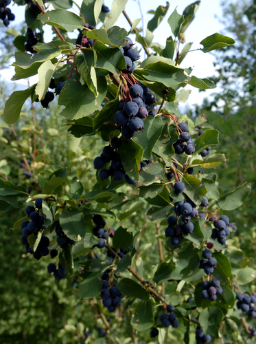 Amelanchier 'Prince William' - jeune plant de 1/2 ans
