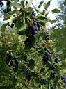 Amelanchier 'Prince William' - jeune plant de 1/2 ans
