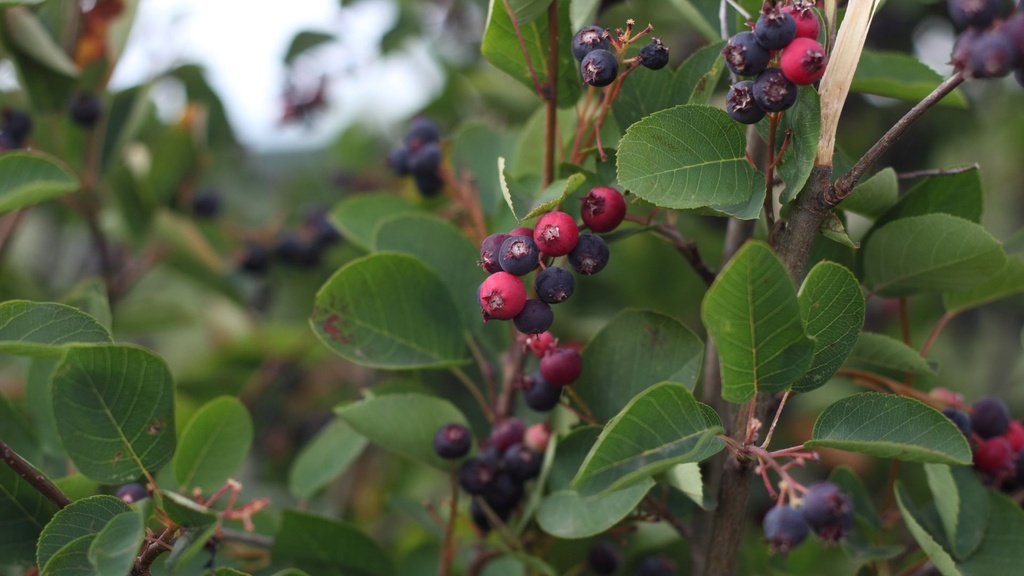 Amelanchier en épis – Amelanchier spicata - jeune plant de 1 à 2 ans