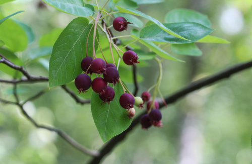 Amelanchier de Lamarck - jeune plant de 1/2 ans