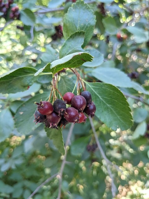 [ARBUSTES] Amelanchier à feuilles d'Aulne 'Honeywood' - jeune plant de 1/2 ans