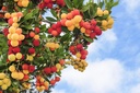Arbre aux fraises - Arbousier - jeune plant de 1/2 ans