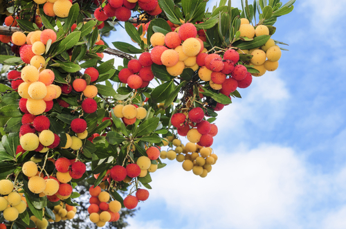 [ARBUSTES] Arbre aux fraises - Arbousier- Arbutus Unedo - jeune plant de 1/2 ans