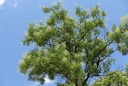 Arbre des pagodes - jeune plant 2 ans