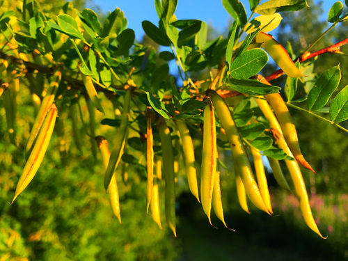 [FIXATEURS D'AZOTE] Arbre à petits pois - Caraganier - jeune plant de 1 an