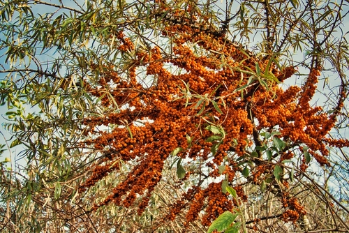 Argousier 'Friesdorfer Orange' (autofertile) - jeune plant de 1 an
