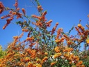 Argousier 'solo' - jeune plant de 1/2 ans