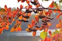 Aronie à gros fruits 'Viking' - jeune plant de 1 / 2 ans