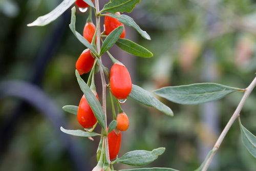 Baie de Goji 'N°1' - jeune plant 1 / 2 ans