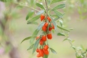 Baie de Goji 'XXL' - jeune plant de 1 an