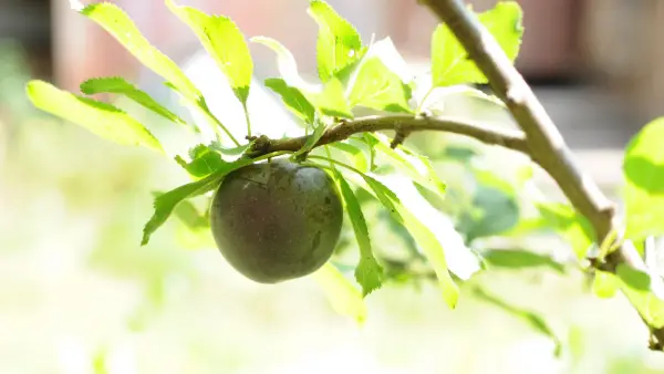 Biricoccolo ou Prunier-Abricotier 'Spring Satin' - scion