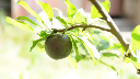 Biricoccolo ou Prunier-Abricotier 'Spring Satin' - scion