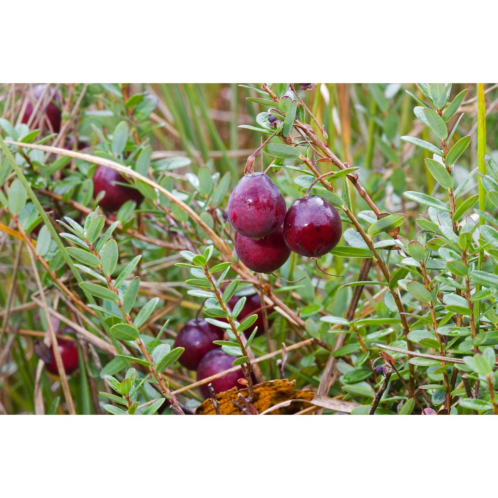 [HERBACÉES] Canneberge 'Early black' - jeune plant 1 an