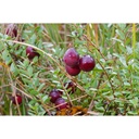 Canneberge 'Early black' - jeune plant 1 an