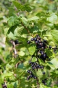 Cassis 'Andega' - jeune plant 1/2 ans
