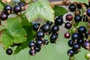 Cassis 'Geant de Boskoop' - jeune plant 2 ans