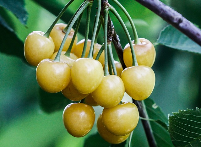 [FRUITIERS] Cerisier 'Bigarreau Blanc' - scion
