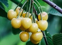 Cerisier 'Bigarreau Blanc' - scion