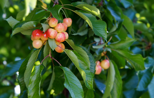 Cerisier 'Bigarreau Napoléon' - scion