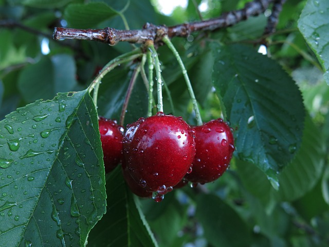 Cerisier 'Early Rivers' - scion