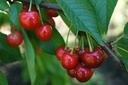 [FRUITIERS] Cerisier 'Géant d'Hedelfingen' - scion 1/2 ans
